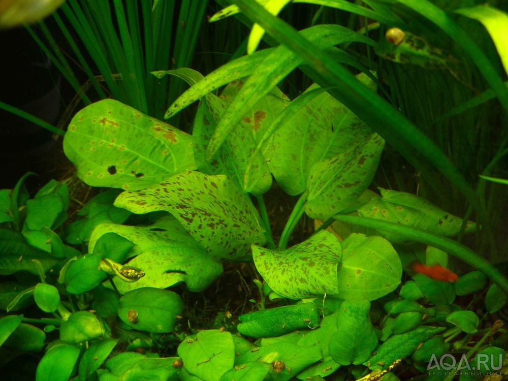 echinodorus schlueteri 