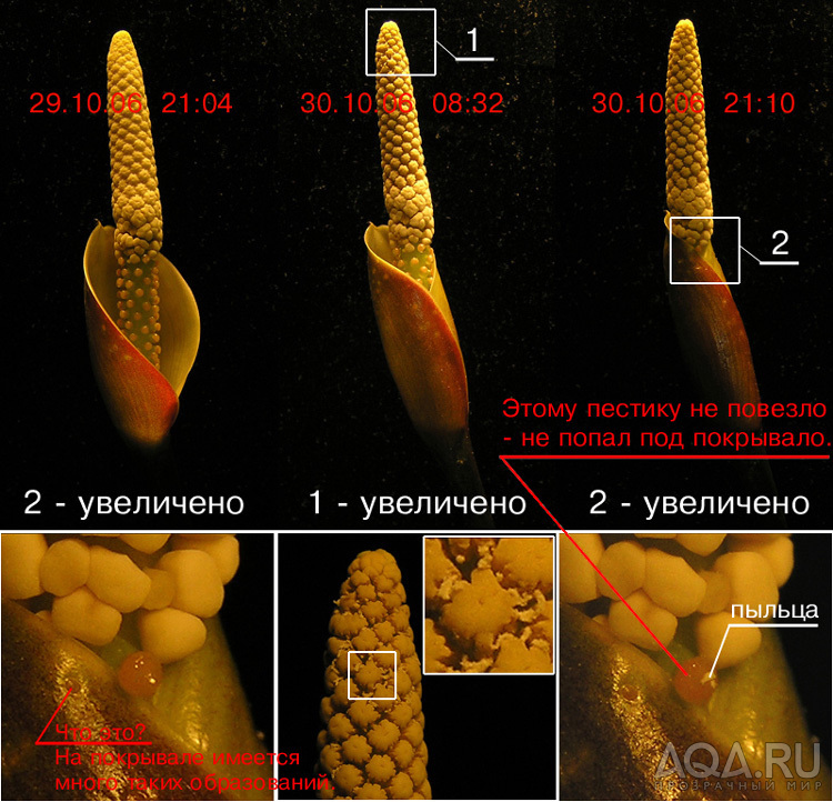 Цветок Анубиаса