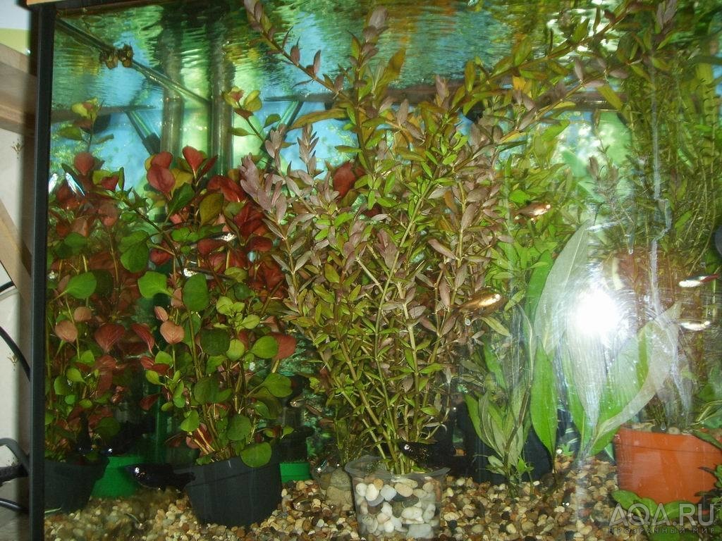аква с растениями 220 литров