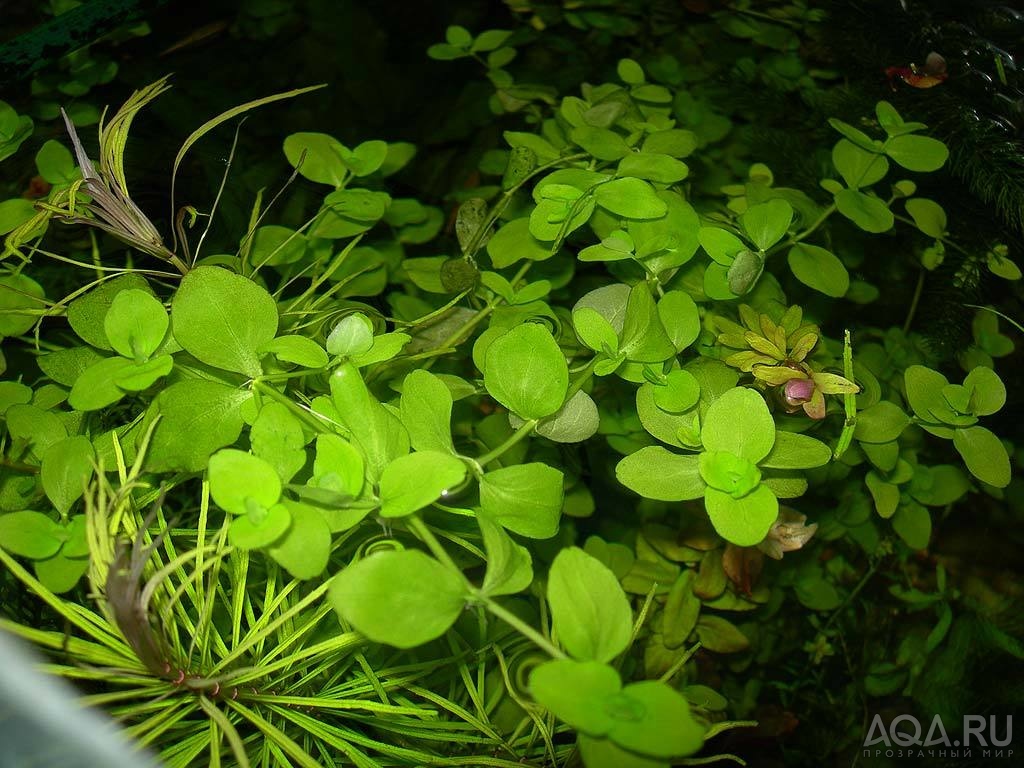 Bacopa australis