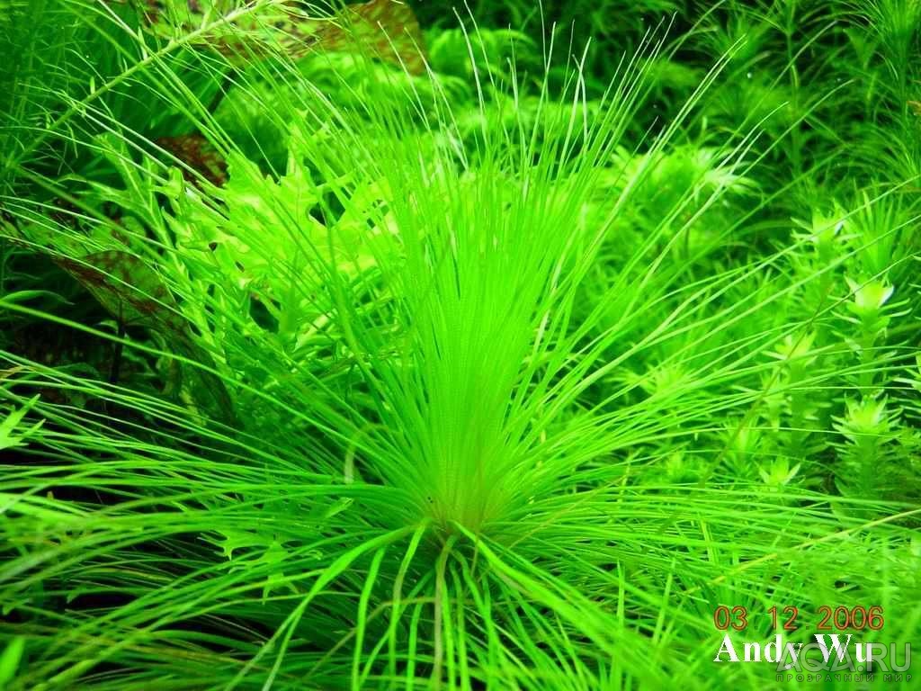 Hydrocotyle sibthorpioidesi