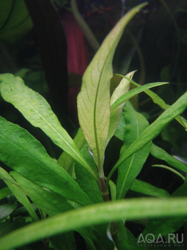 Hygrophila corymbosa ''Aroma'' (?) или guianensis (?)