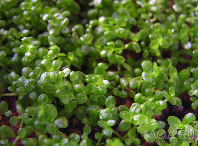 Hemianthus callitrichoides 