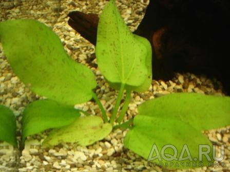 Echinodorus Schluteri 'Leopard'