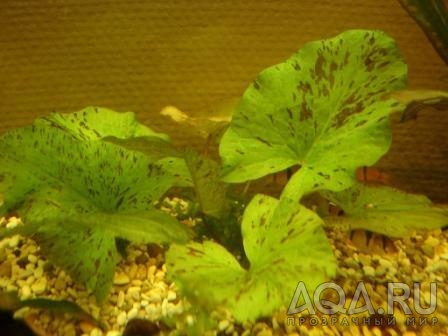 Nymphaea lotus 'Tiger Green'