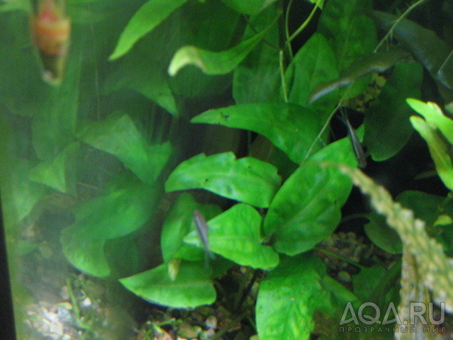 Криптокорина понтедериеволистная. (Cryptocoryne pontederiifolia).