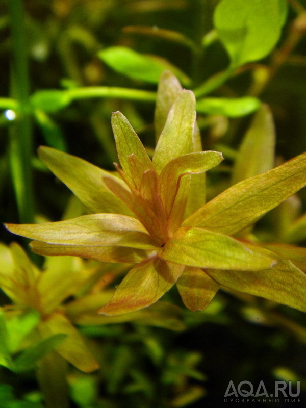 Rotala indica