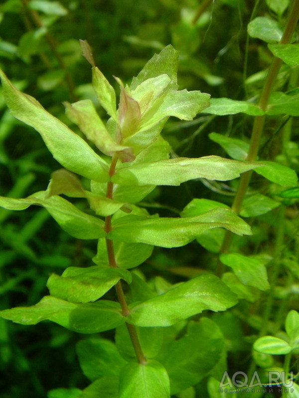 Rotala macrandra green