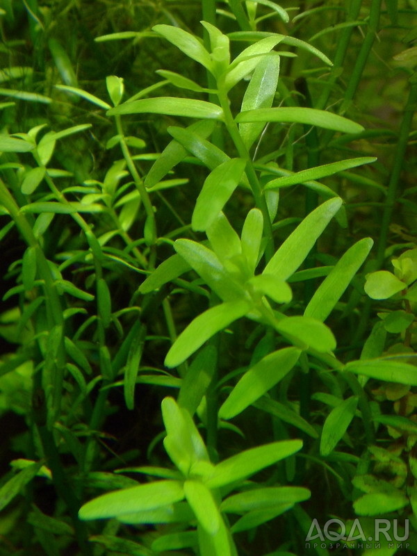 Rotala rotundifolia green