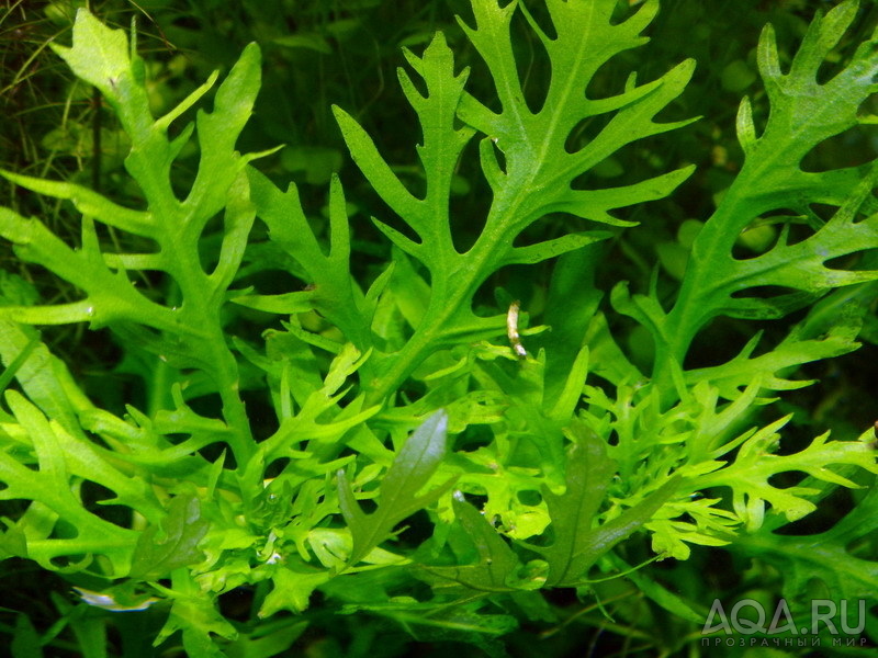 Hygrophila difformis