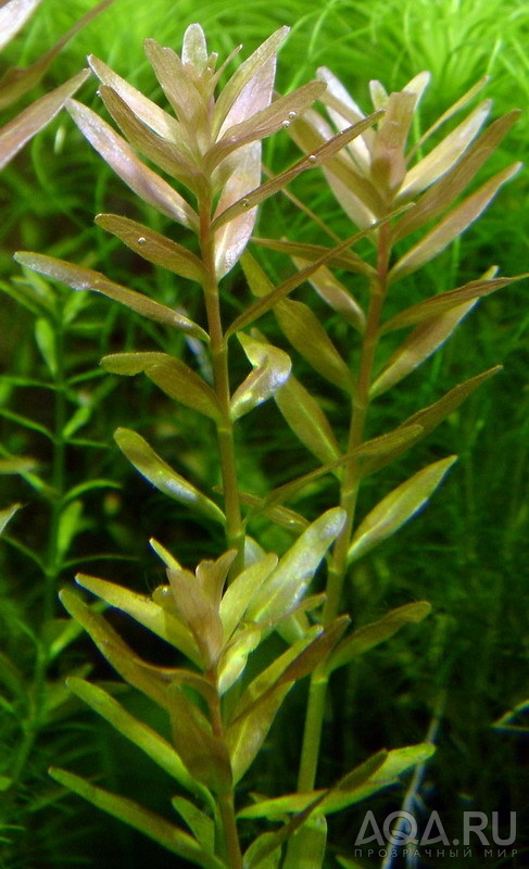 Rotala indica