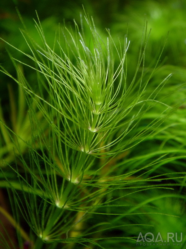 Bacopa myriophylloides