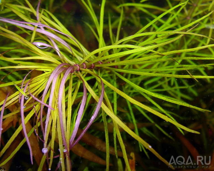 Eusteralis stellata