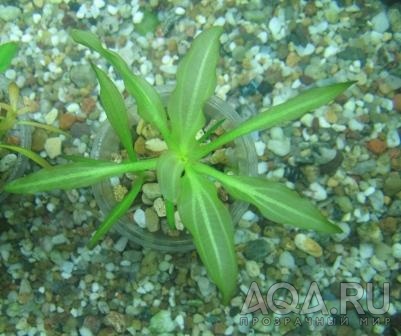 Echinodorus osiris (чистый природник, предок депортирован в Россию из солнечной Бразильщины в 1996 году от Р.Х.))