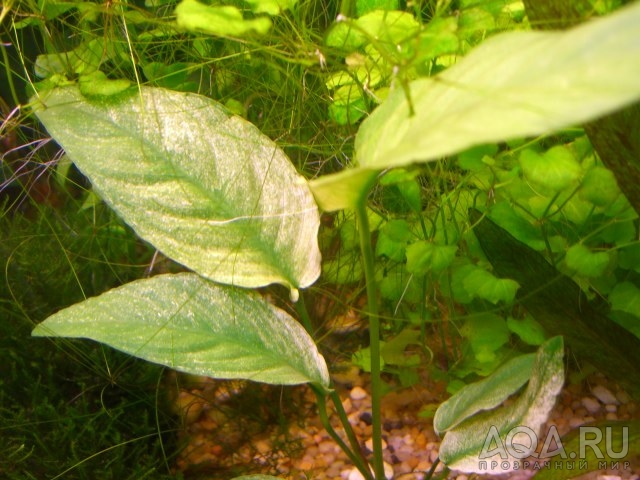 Anubias barteri 'Marble'