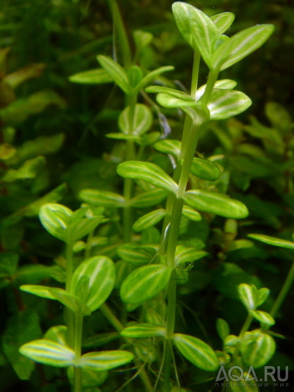 Lindernia rotundifolia