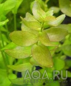 Bacopa_caroliniana