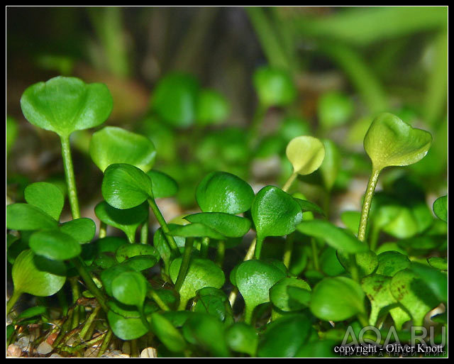 marsilea