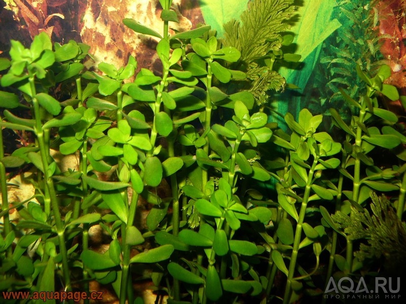 Bacopa