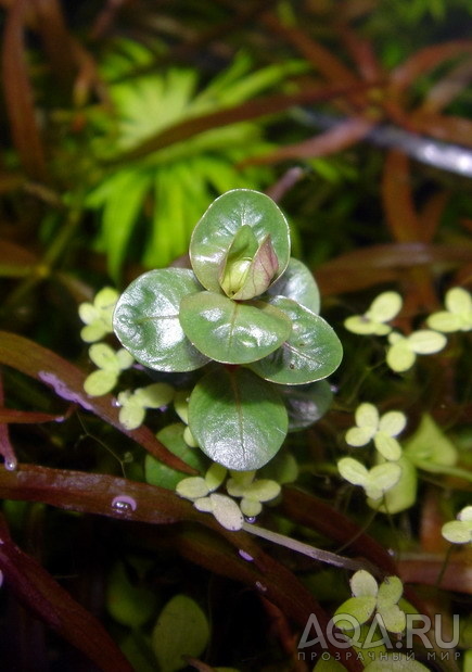 Rotala indica (сухая форма)