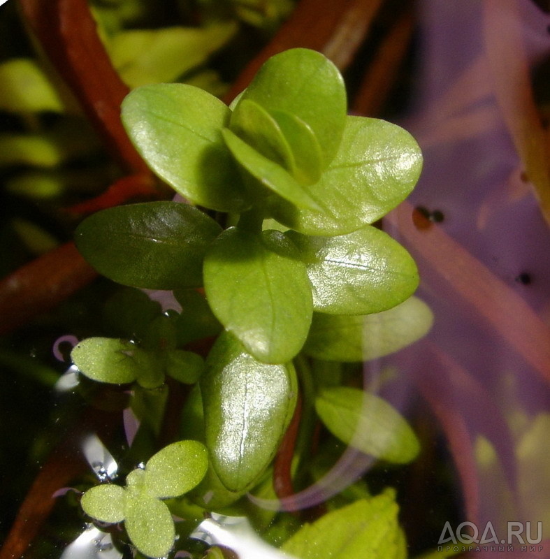 Rotala rotundifolia green (сухая)