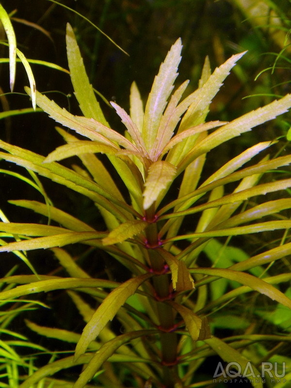 Limnophila aromatica