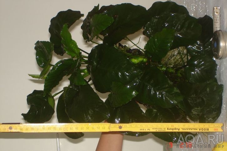 Anubias barteri