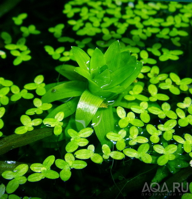 Tonina fluviatilis