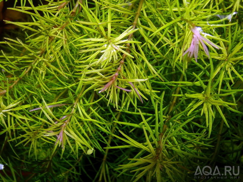 Rotala nanjenshan