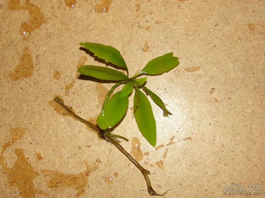 Гигрофила лимонник (Hygrophila corymbosa ''Stricta'')