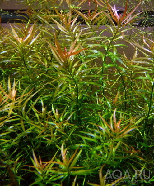 Ludwigia brevipes