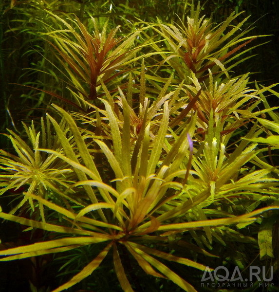 Limnophila aromaticodes