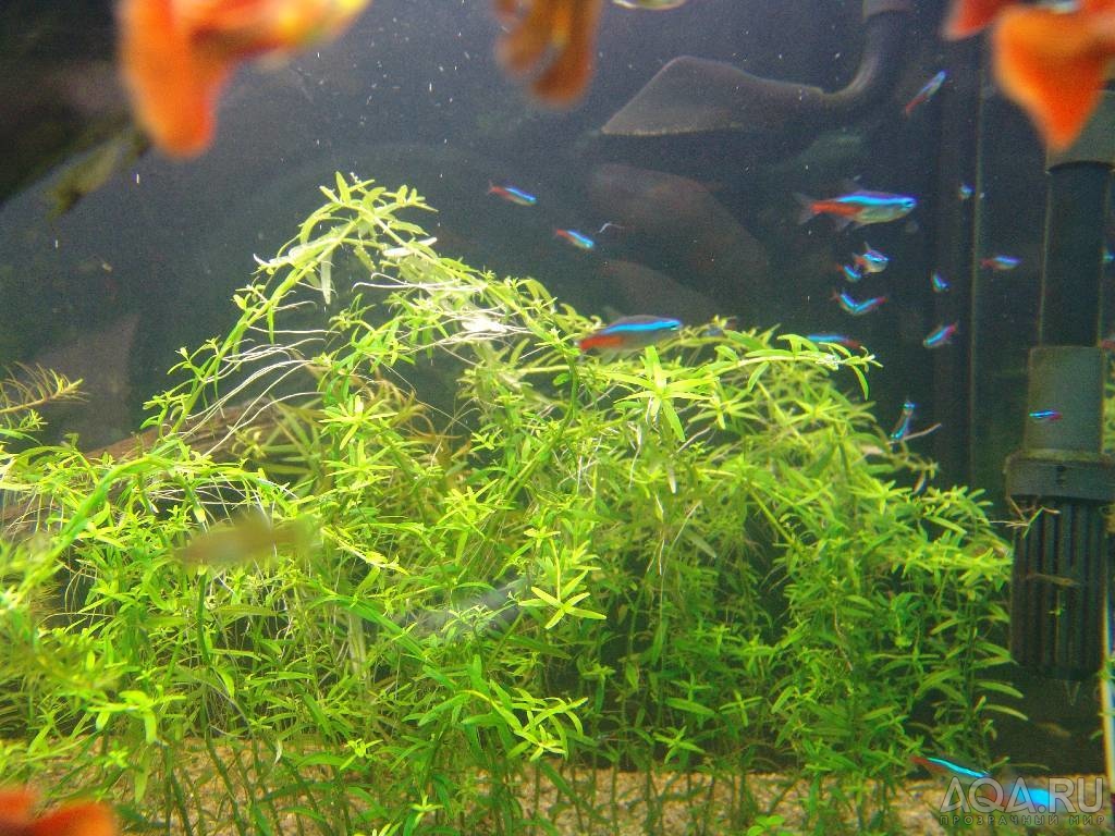 Rotala Sp Green