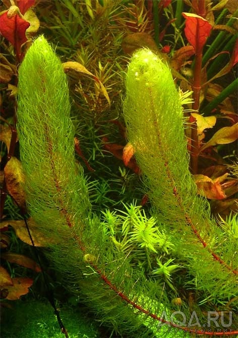 Myriophyllum sp