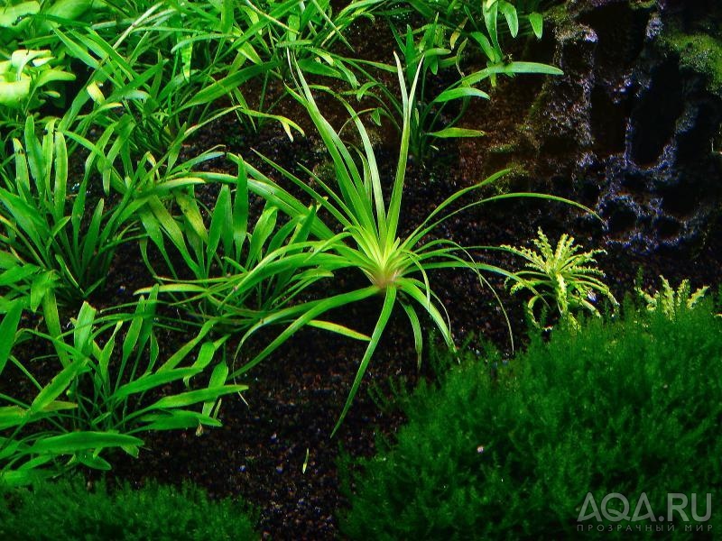 Eriocaulon sp. from Australia