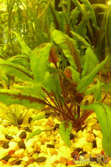 Cryptocoryne wendtii var. lutea