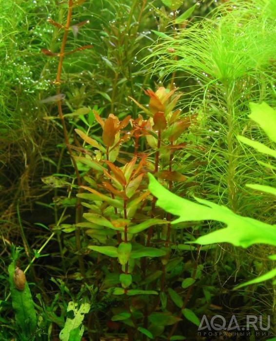 Rotala macrandra green