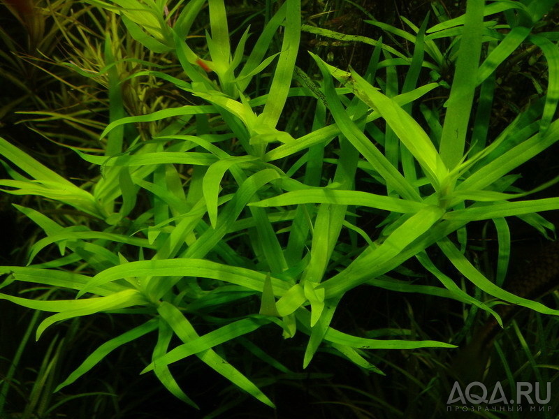 Heteranthera zosterifolia