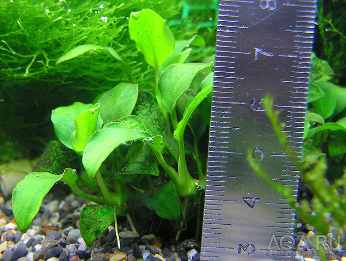 anubias petit