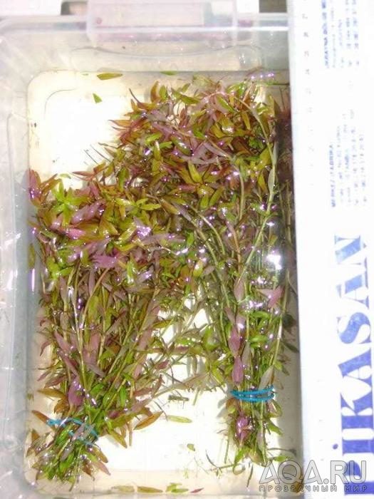 Rotala