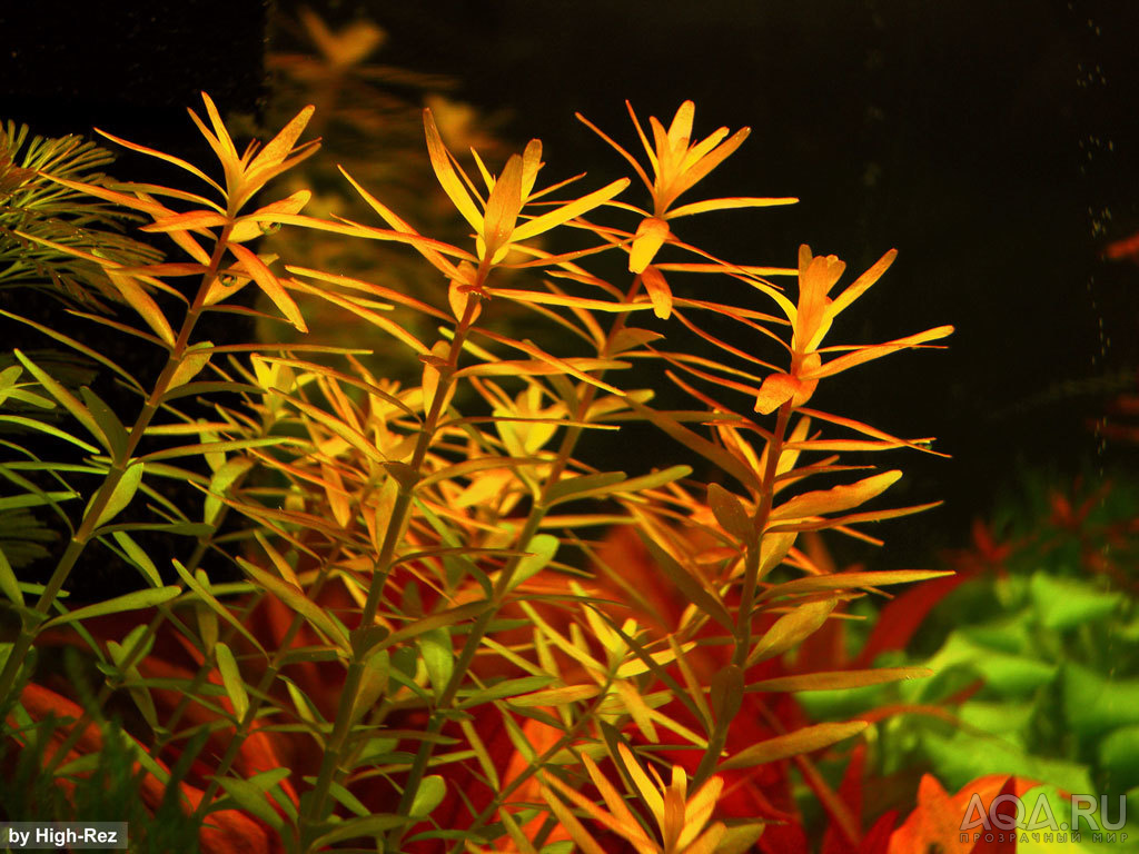 Rotala R.