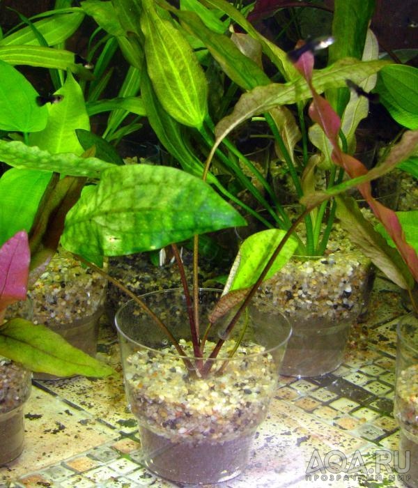 Криптокорина Понтедериифолиа cryptocoryne_pontederiifolia