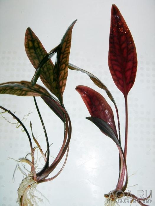 Cryptocoryne blassii