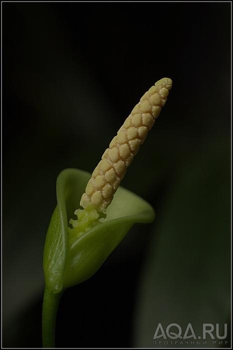 anubias