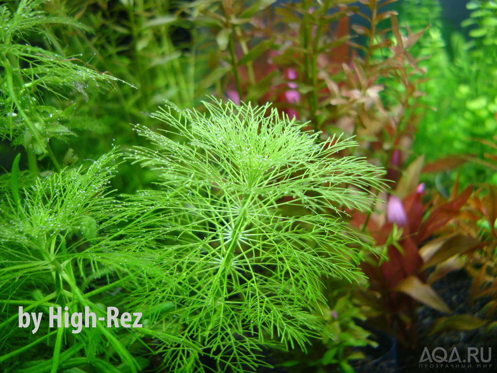 Limnophila aquatica