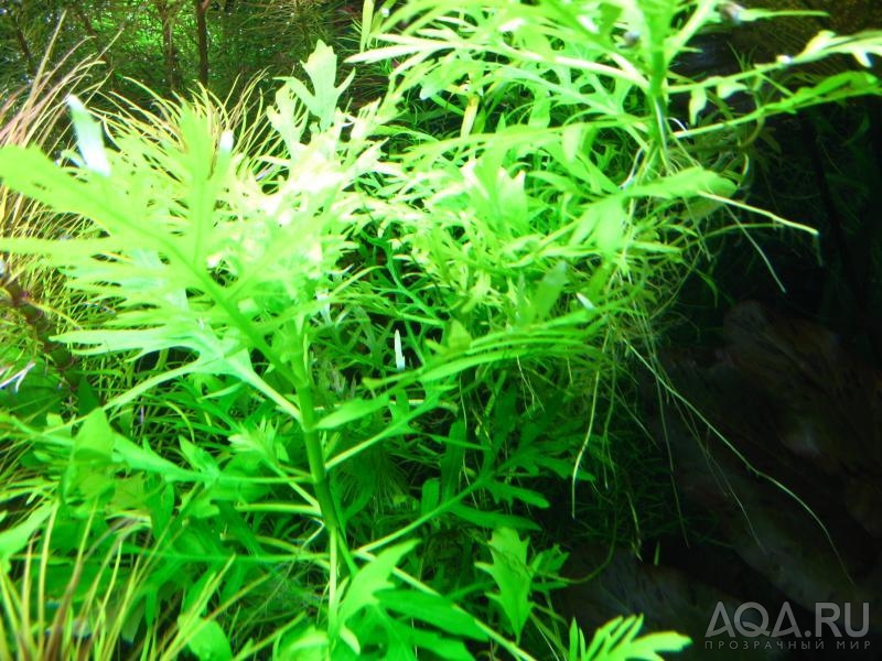 hygrophila difformis