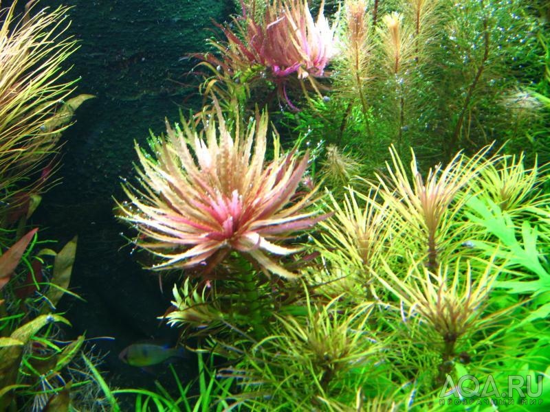 limnophila aromaticoides