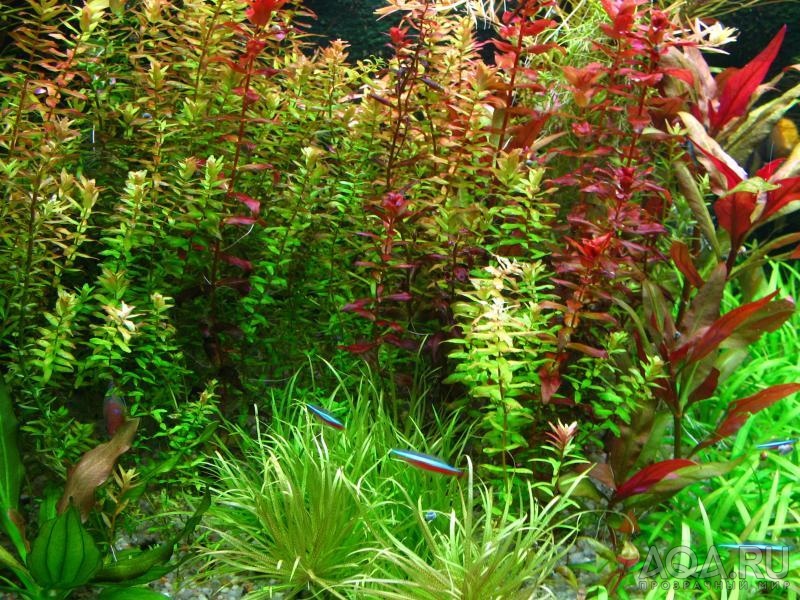 rotala macrandra