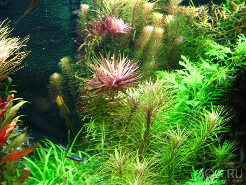 rotala wallichii