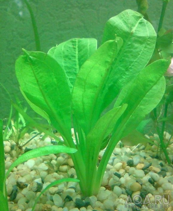 Echinodorus sp1